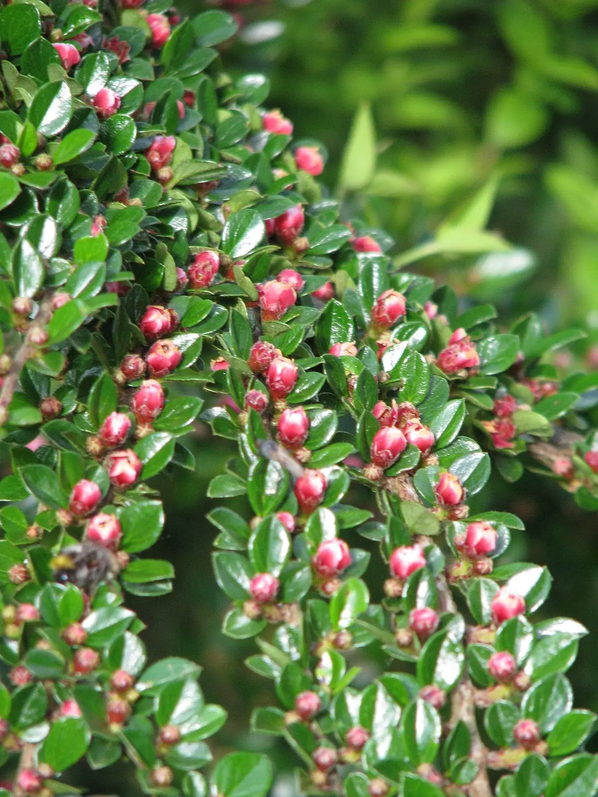 Cotoneaster: photo and description of the shrub