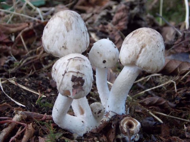 Cotton psatirella: description and photo, edibility