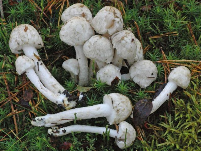 Cotton psatirella: description and photo, edibility