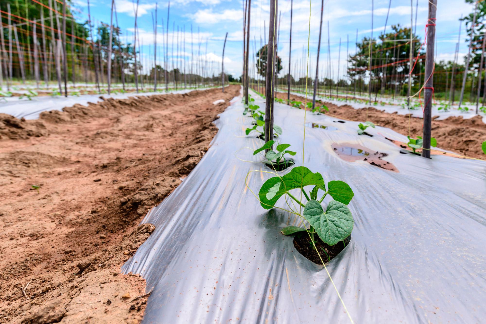 Covering material for beds and plants for the winter: black, white, jute, Mulchagram, geotextile, Obernit, lutrasil