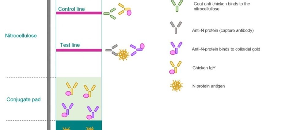 COVID-19 antibody rapid test &#8211; how does it work against coronavirus? Interpretation of the results