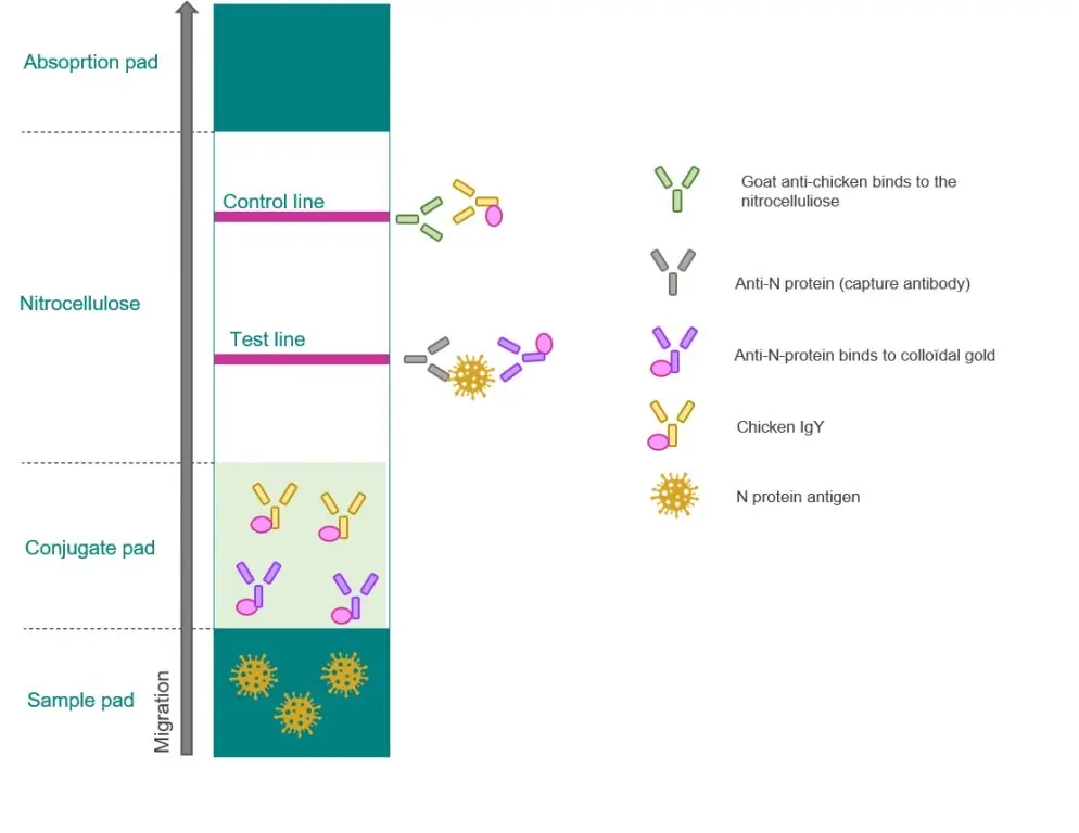 COVID-19 antibody rapid test &#8211; how does it work against coronavirus? Interpretation of the results