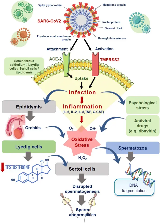 COVID-19 can threaten male fertility