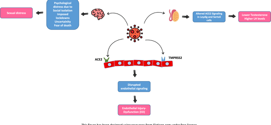 COVID-19 causes erectile dysfunction?