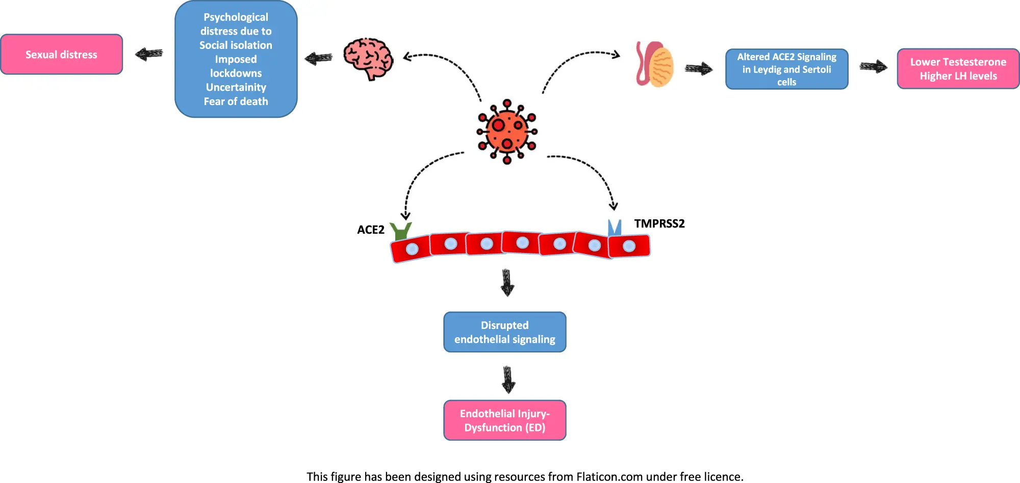 COVID-19 causes erectile dysfunction?