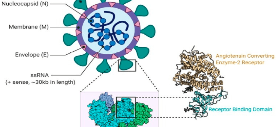 COVID-19 vaccine produced in tobacco leaves? An innovative solution