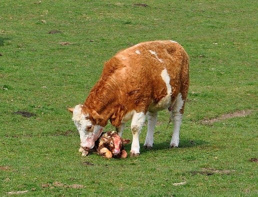 Cow care after calving