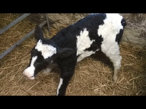 Cow care after calving