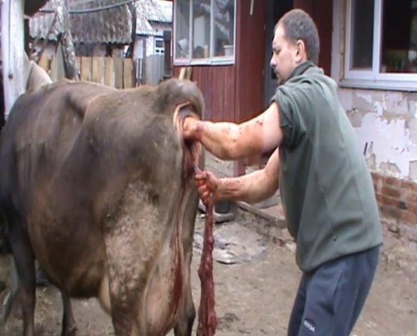 Cow care after calving