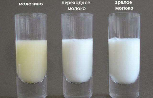 Cow colostrum: composition and properties, how many days it gives, how to store