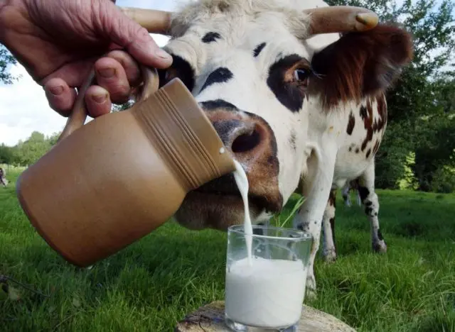 Cow colostrum: composition and properties, how many days it gives, how to store