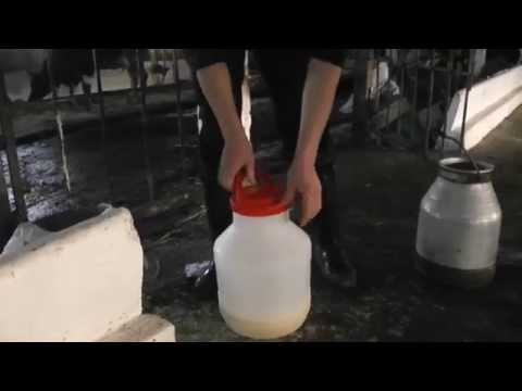 Cow colostrum: composition and properties, how many days it gives, how to store