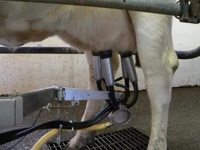 Cow Milking Machine Dairy Farm