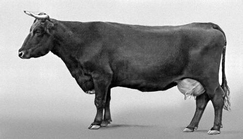 Cow of the Bestuzhev breed: photo