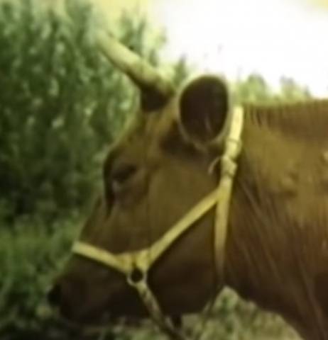 Cow of the Bestuzhev breed: photo