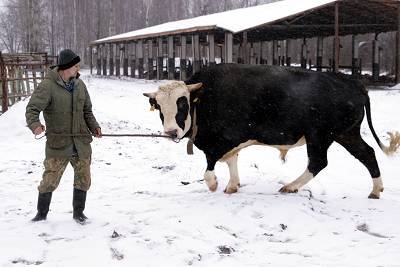 Cow of the Yaroslavl breed: characteristics, photos, reviews