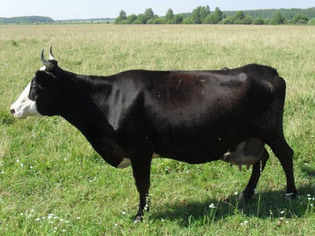 Cow of the Yaroslavl breed: characteristics, photos, reviews