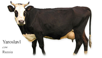 Cow of the Yaroslavl breed: characteristics, photos, reviews