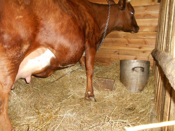 Cow rumen tympania: case history, treatment and prevention