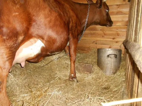 Cow rumen tympania: case history, treatment and prevention