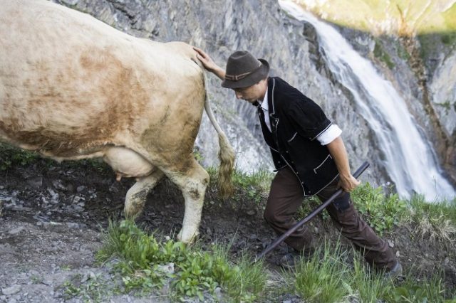 Cow rumen tympania: case history, treatment and prevention