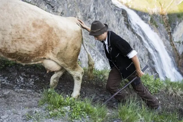 Cow rumen tympania: case history, treatment and prevention