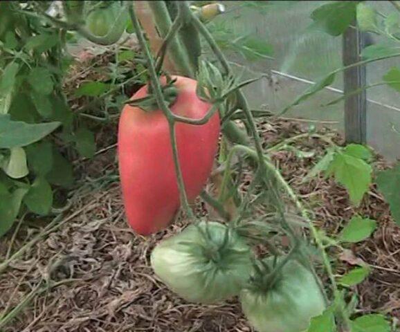 Cows ears tomatoes: variety description, photos, reviews