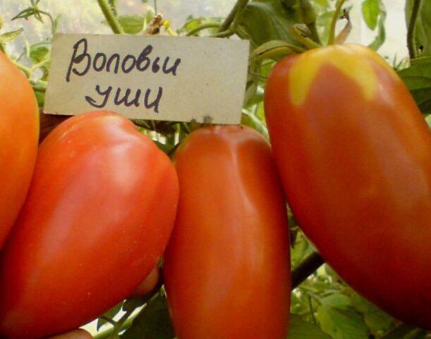 Cows ears tomatoes: variety description, photos, reviews