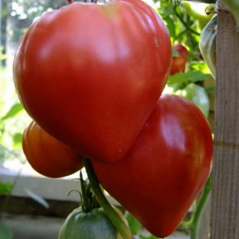 Cow&#8217;s Heart Tomato: reviews, photos, yield