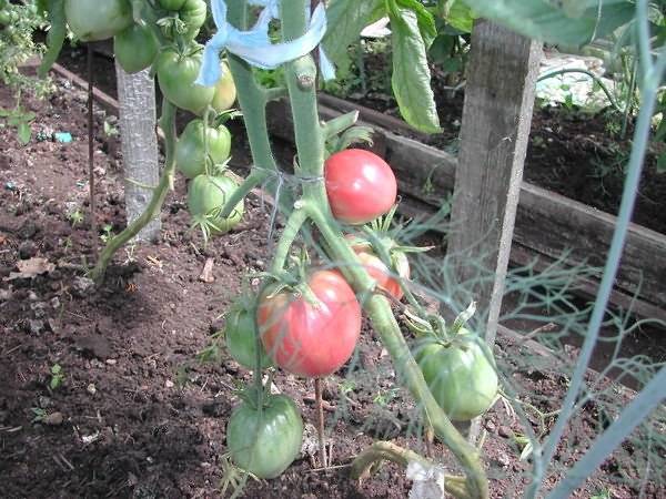 Cow&#8217;s Heart Tomato: reviews, photos, yield