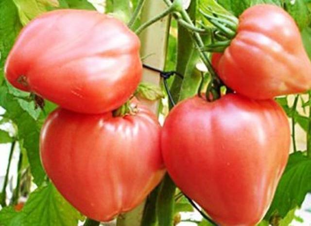 Cow&#8217;s Heart Tomato: reviews, photos, yield