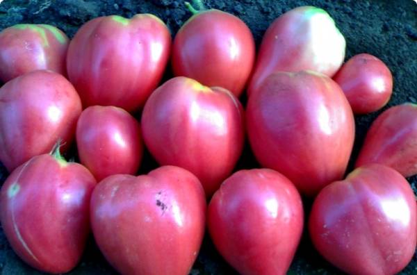 Cow&#8217;s Heart Tomato: reviews, photos, yield