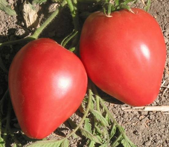 Cow&#8217;s Heart Tomato: reviews, photos, yield