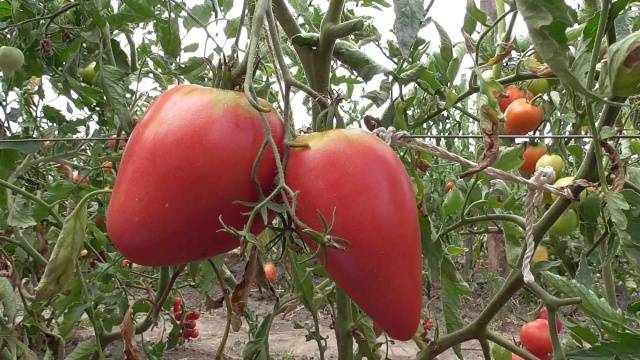 Cow&#8217;s Heart Tomato: reviews, photos, yield