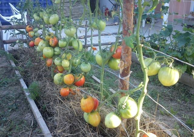 Cow&#8217;s Heart Tomato: reviews, photos, yield