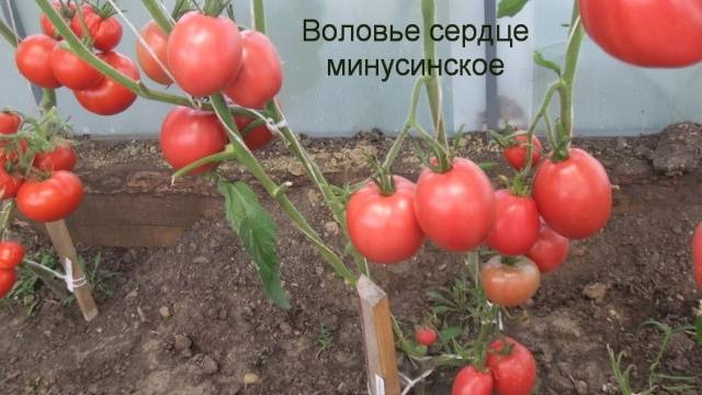 Cow&#8217;s Heart Tomato: reviews, photos, yield