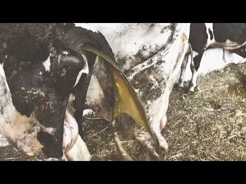 Cow scolds after calving: causes and treatment