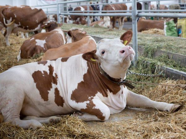 Cow scolds after calving: causes and treatment