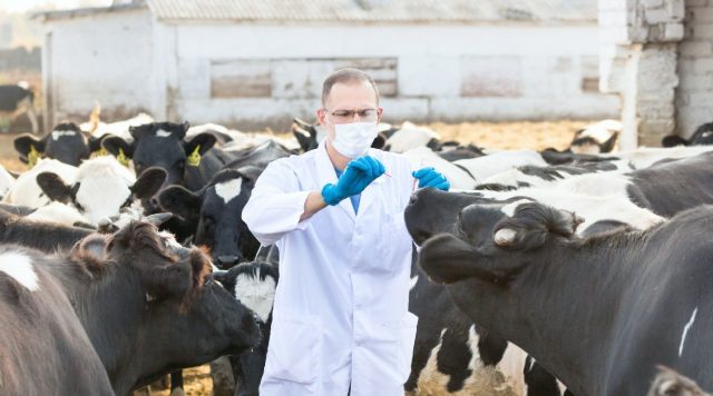 Cow vaccination schedules