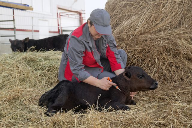 Cow vaccination schedules