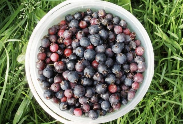 Cowberry compote for the winter