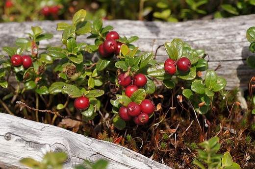 Cowberry garden: planting and care