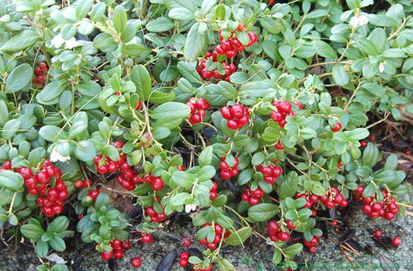 Cowberry garden: planting and care