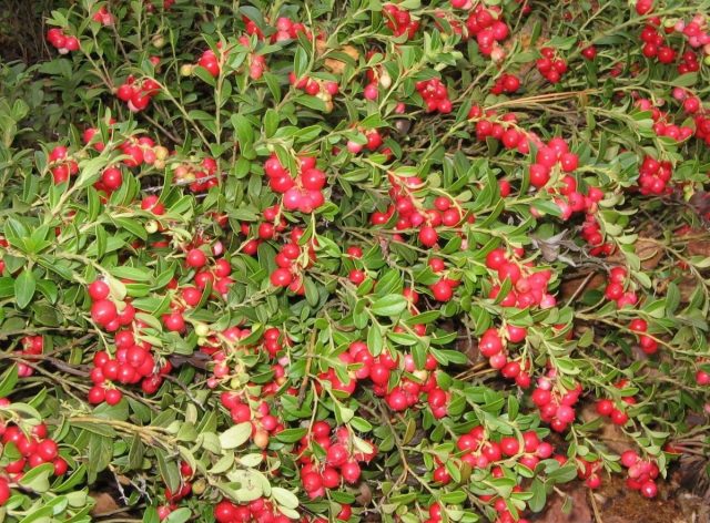 Cowberry garden: planting and care