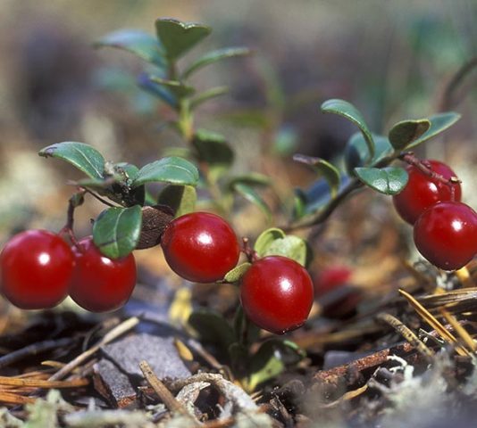 Cowberry garden: planting and care