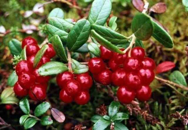 Cowberry garden: planting and care