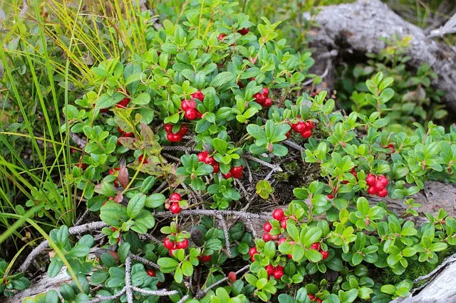 Cowberry garden: planting and care