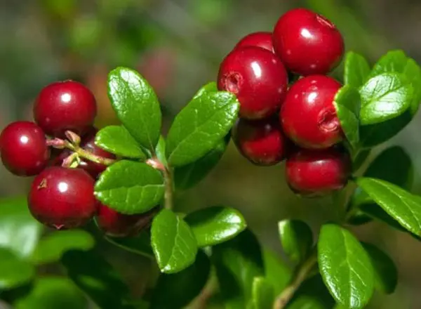 Cowberry garden: reproduction, care and cultivation of crops