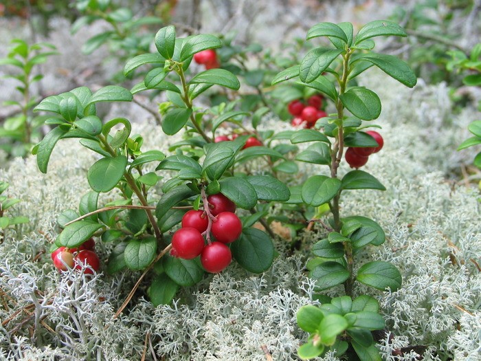 Cowberry garden: reproduction, care and cultivation of crops