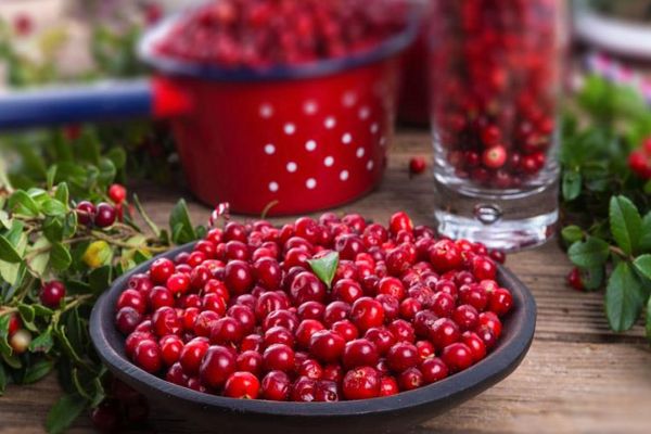 Cowberry jam for the winter: 28 simple recipes